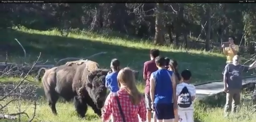 Angry Bison In Yellowstone