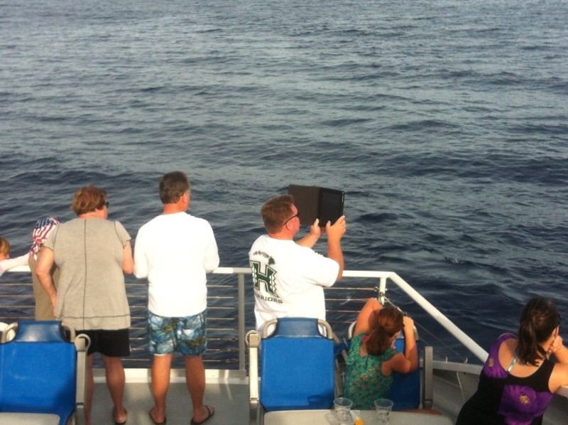 whale watching in maui